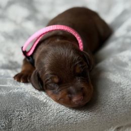 Brandy - Red and rust female Doberman Pinscher puppy in Brookfield, Wisconsin from Haus of Hound