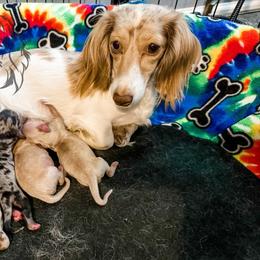 McChicken - Cream male Dachshund puppy in Prairieville, Louisiana from Southern Barron Danes & Dachshunds