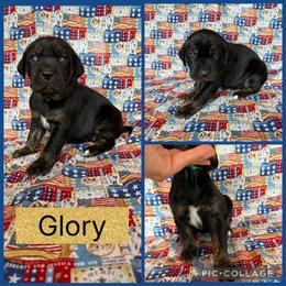 Glory - Black female Catahoula Leopard Dog puppy in Forbes, Minnesota from North Country Catahoulas