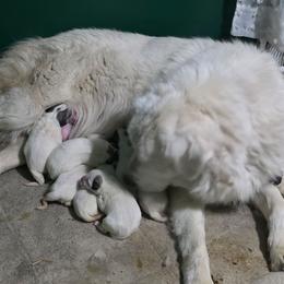Boy 4 - White and badger male Great Pyrenees puppy in Ruthven, Iowa from Whispering Heights Ranch