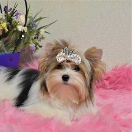 Biewer Terrier and Yorkshire Terrier Puppies from Niczarbiewers