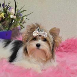 Biewer Terrier and Yorkshire Terrier Puppies from Niczarbiewers