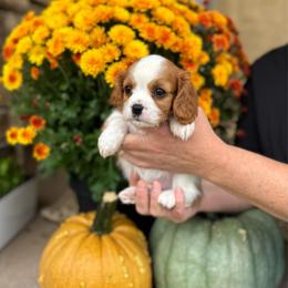 Wrangler - Blenheim male Cavalier King Charles Spaniel puppy in Vaughn, Montana from Alpine Cavaliers