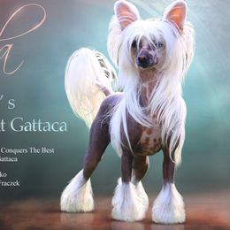 Chinese Cresteds from OLYUTI Chinese Crested Kennel