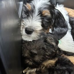 Bernedoodle Puppies from Doodle Dealers