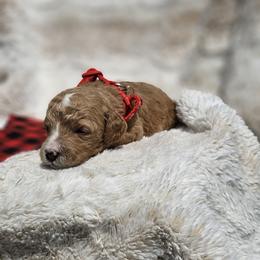 Red Collar Peanut - Apricot female Goldendoodle puppy in Bonham, Texas from Happy Valley Puppies