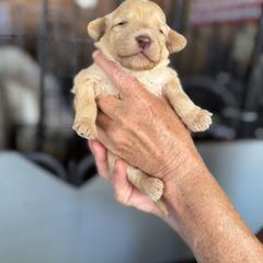 Bernedoodle, Double Doodle, and Saint Berdoodle Puppies from Remington Kennels, LLC