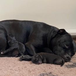 Staffordshire Bull Terriers from Nocturne Staffords