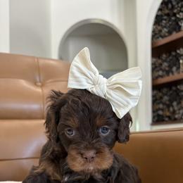 Ruby - Chocolate female Goldendoodle puppy in Berlin, Ohio from Doodle Babys