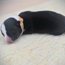 Orange  collar - Black and white male Cardigan Welsh Corgi puppy in Omaha, Arkansas from DnD Corgis