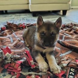 AKC Penelope - Agouti and white female Siberian Husky puppy in Cedarville, Ohio from Evereve Kennels