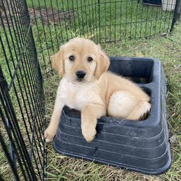 Golden Retriever Puppies from Hearth & Homestead