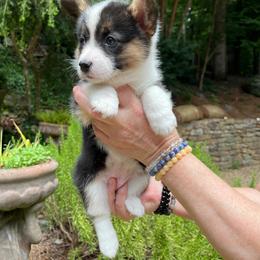 Pembroke Welsh Corgi Puppies from Dalton Family Corgis