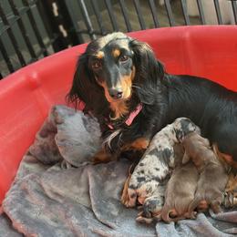 Dachshund Puppies from Hoosier Doxies