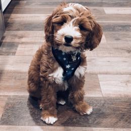 Porter - Goldendoodle