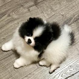Snoopy - Black parti male Pomeranian puppy in Springfield, Missouri from Hope Mountain Pomeranians