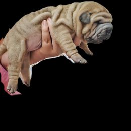 Scooby - Brown male Chinese Shar-Pei puppy in Bakersfield, California from Cashmerewrinkles