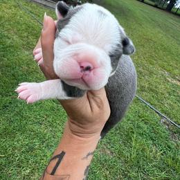 Daisy - Blue female Boston Terrier puppy in Cochran, Georgia from Sweet Georgia Boston’s
