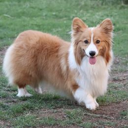 Lainey - Pembroke Welsh Corgi