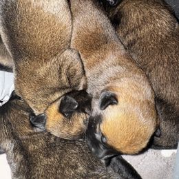 Dancer - Tan female Working Dog Cross puppy in Clarksville, Tennessee from Vuurhart Herders