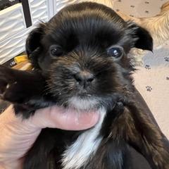 Yellow - Faith Hill - Black and white female Shorkie puppy in Mays Landing, New Jersey from Fancy Paws Shorkies & Shih Tzus