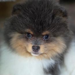 AKC Skye Blue tri-color parti - Blue parti male Pomeranian puppy in Gloversville, New York from ADKPOM Adirondack Pomeranians