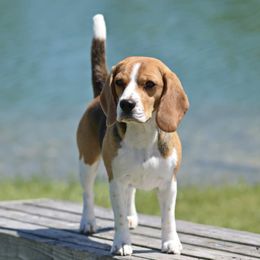 Amber - Beagle