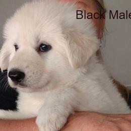 Berger Blanc Suisse and German Shepherd Puppies from Vom Hundhaus German Shepherds