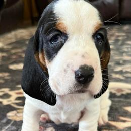Female 2 - Black white and brown female Basset Hound puppy in Douglas, Georgia from Huffer Hounds and Havanese