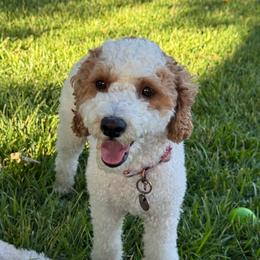 Hazie - Cavapoo