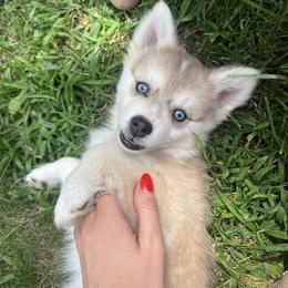 Pomsky Puppies from Pomsky Pack & Co