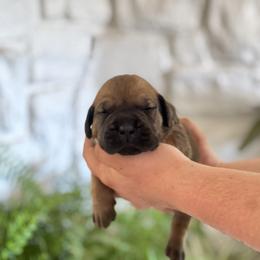 Boerboel and Staffordshire Bull Terrier Puppies from Redwood Coast Staffords & Austin Creek Boerboels