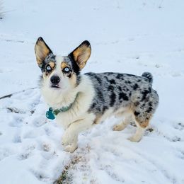 Sanit - American Corgi