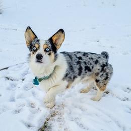 Sanit - American Corgi