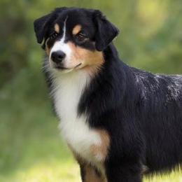 Miniature Australian Shepherds from Bonbelle