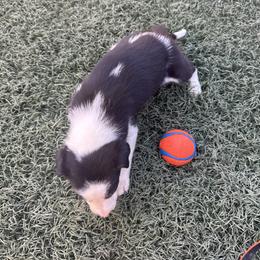 Boy  3 (431) - Black and white male Border Collie puppy in Temecula, California from Gibson's Border Collies