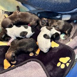Shih Tzu Puppies from Angel babies