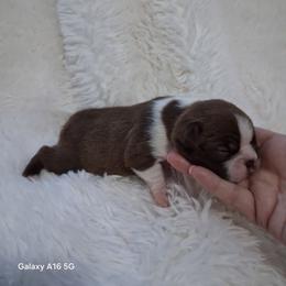 Sidney - Red female Boston Terrier puppy in Catawba, North Carolina from Lil Wiggles Boston Terriers