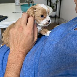 Cavapoo Puppies from The Cavapoo Club