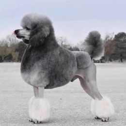 Poodles from Jillafer’s Standard Poodles