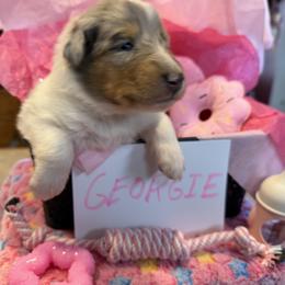 Georgie - Blue merle white and tan female Collie puppy in Carencro, Louisiana from Cajun Bayou's Collies LLC