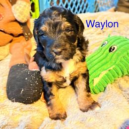 Waylon - Black phantom male Aussiedoodle puppy in Fredonia, Pennsylvania from Drew’s Aussies & Doodles