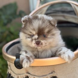 Theo - Chocolate merle male Pomeranian puppy in Stockton, California from lunas_poms
