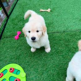 Golden Retriever Puppies from Skyland Golden Retrievers