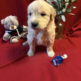 Tonka - Golden male Golden Retriever puppy in Grant County, Indiana from On The Sunny Side Pavey Farms