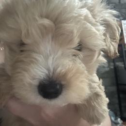 Leo - Cream male Maltipoo puppy in Harmony, North Carolina from Christy's Maltipoos