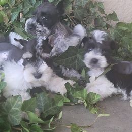 Miniature Schnauzers from Betty's Babies