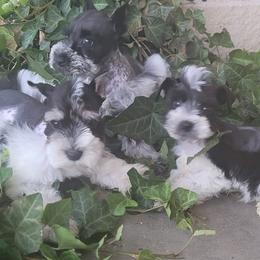 Miniature Schnauzers from Betty's Babies