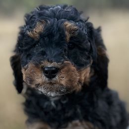Twix- tan collar - Phantom male Bernedoodle puppy in Colorado Springs, Colorado from Mercy Mountain Bernedoodles