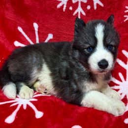 AKC Kevin - Black and white male Siberian Husky puppy in Centreville, Maryland from Huskies By the Bay